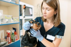 The medicine, pet care and people concept - dog and veterinarian doctor at vet clinic