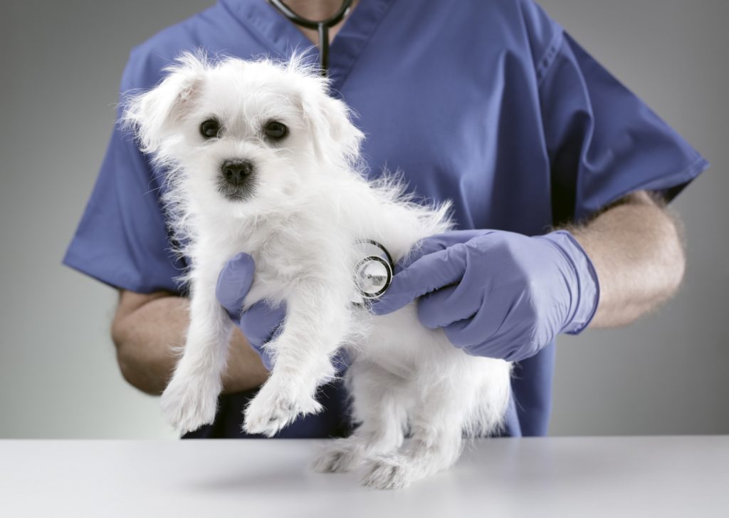Veterinarian doctor examining a Maltese puppy